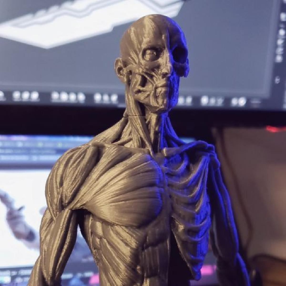 Ecorche Anatomia Masculina