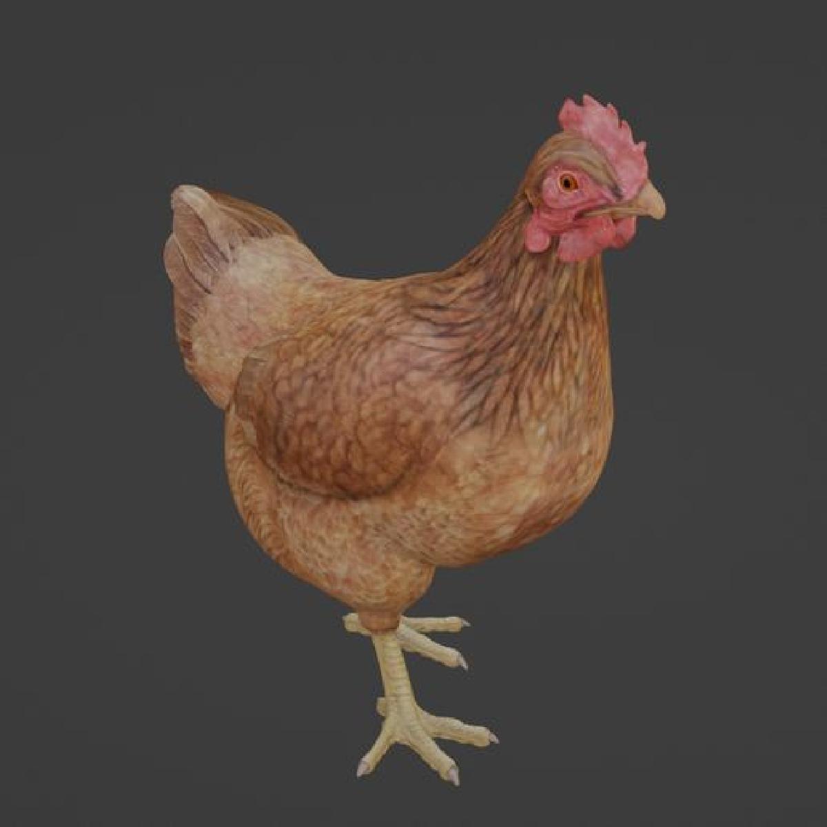 frango animais fazenda