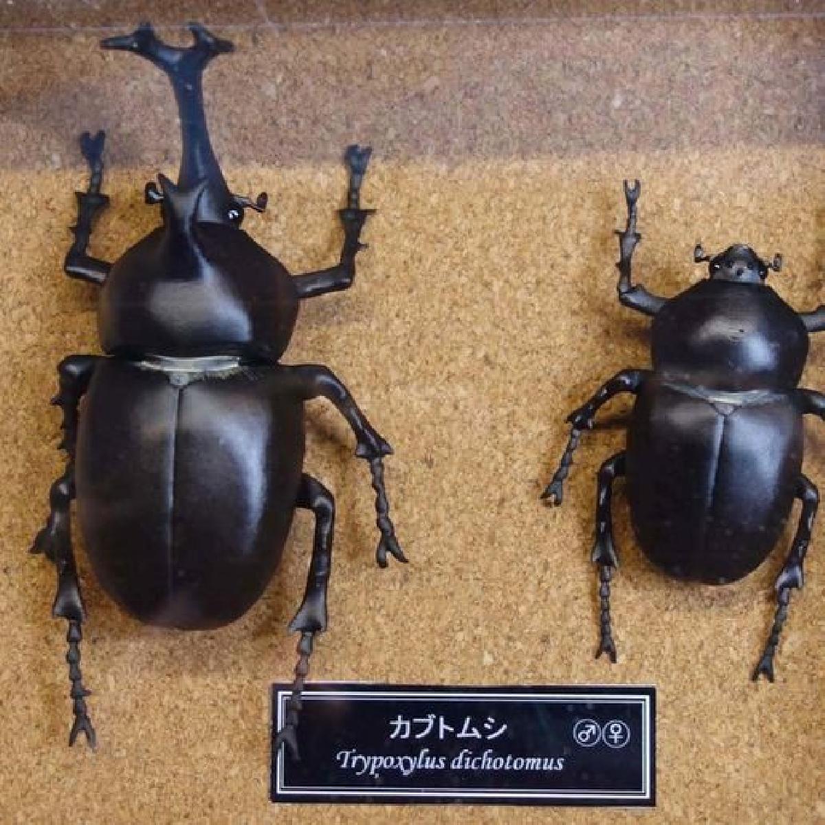 Besouro rinoceronte japones (Trypoxylus dichotomus)