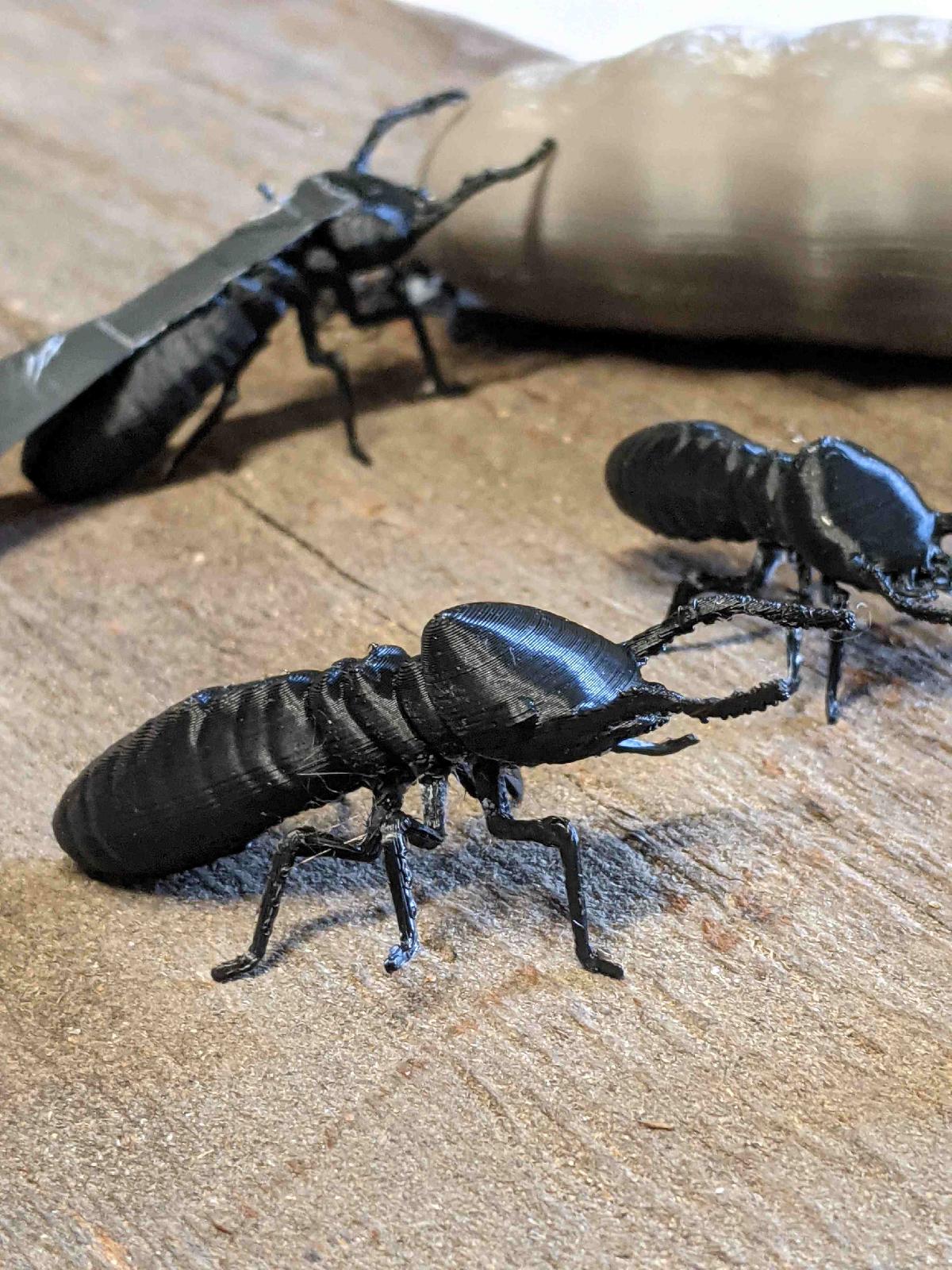 Colonia de Isopteros (Cupins)