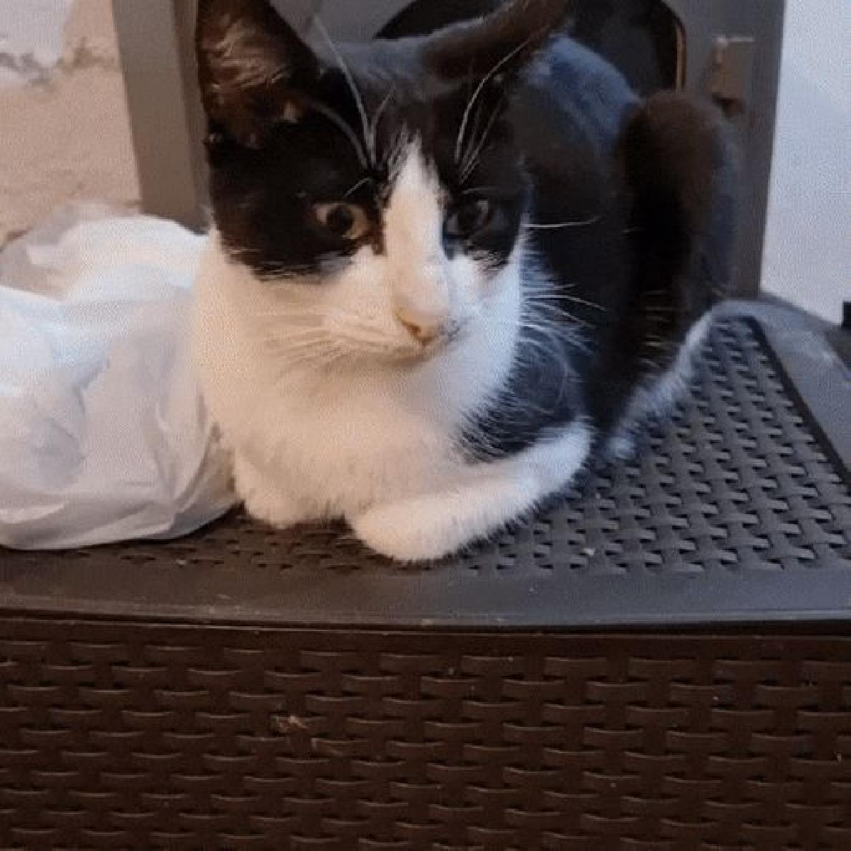 MITXI TOY NIVEL 1 GRATIS Brinquedo dispensador de petiscos para gatinhos