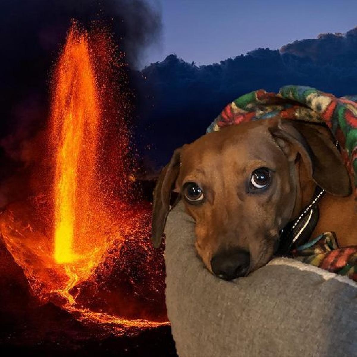 Preguicoso quarto planeta adjacente cachorro de batalha braco de magma