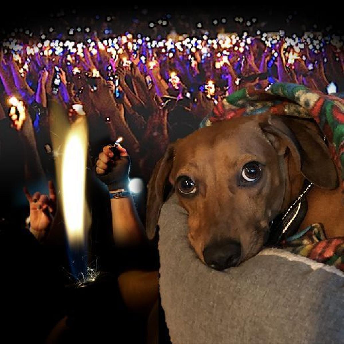 Cachorro de batalha preguicoso do 4º planeta adjacente com isqueiro.