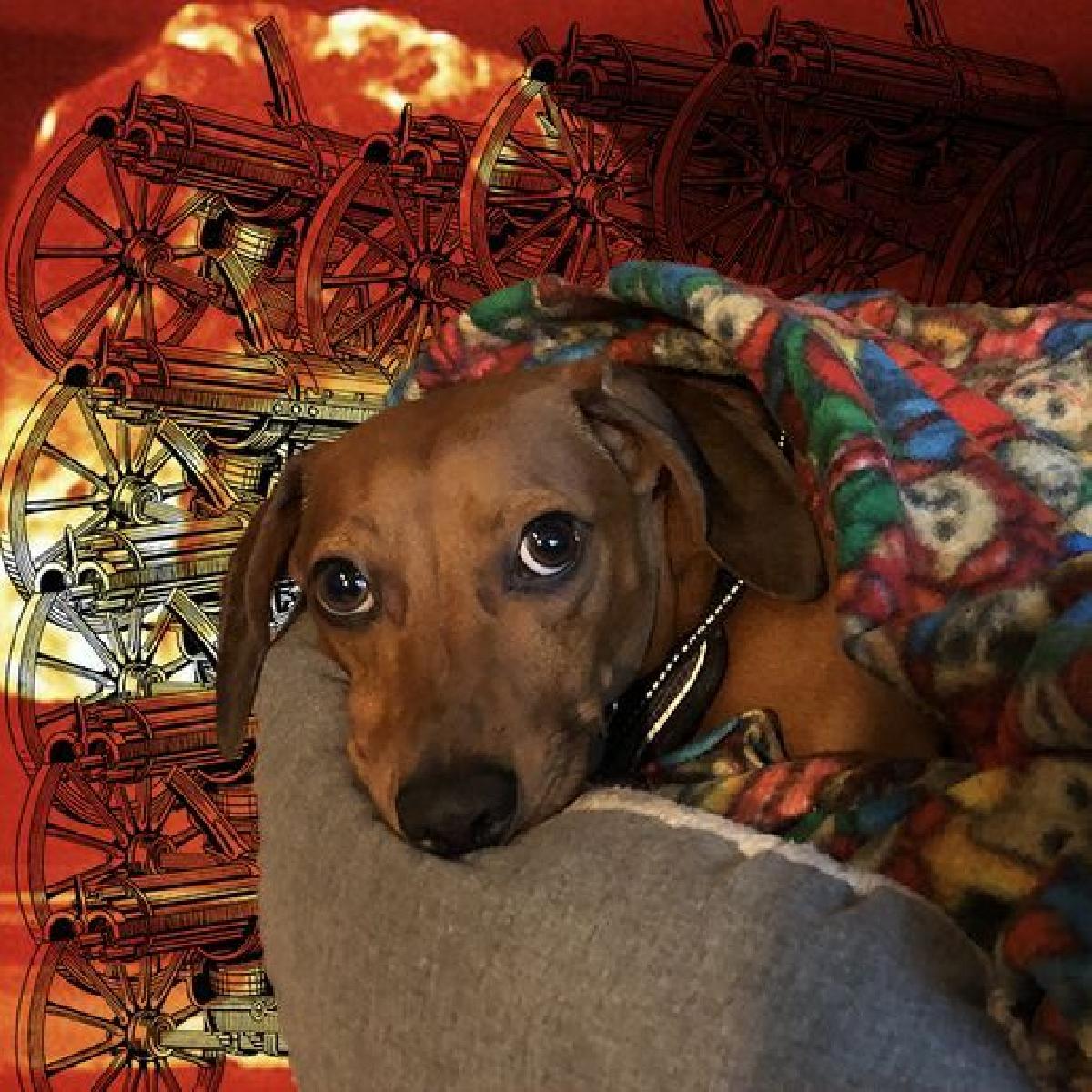 Perro de batalha preguicoso do 4º planeta adjacente, braco de dakka.