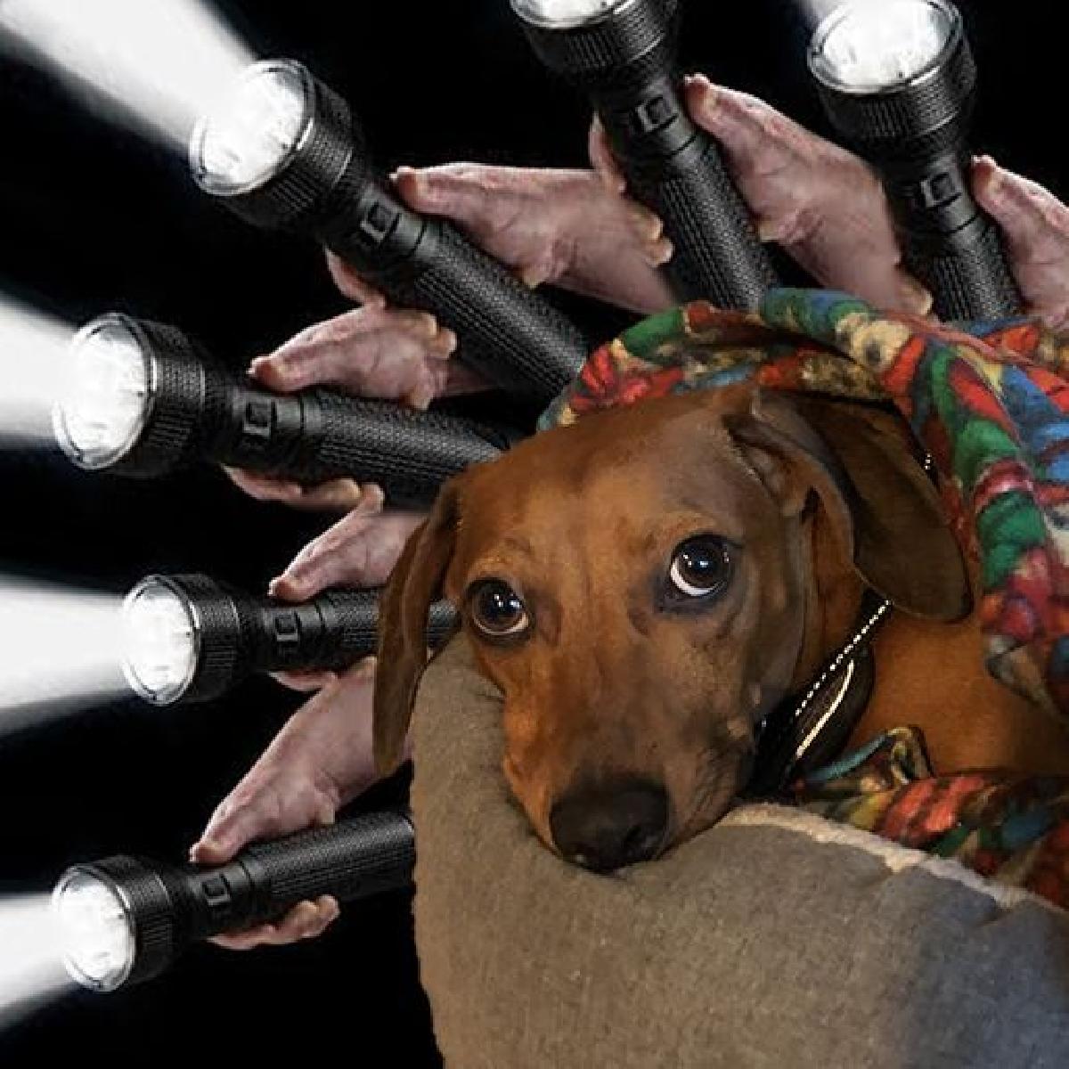 Cachorro de batalha preguicoso do 4º planeta adjacente com lanterna no braco.