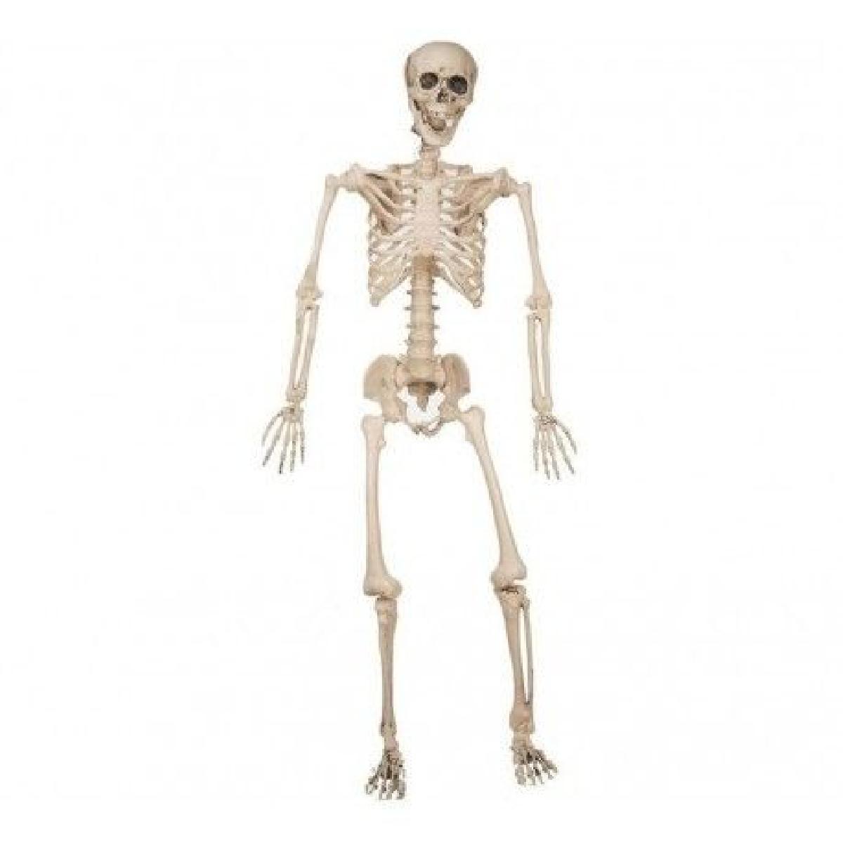 Esqueleto do Ser Humano