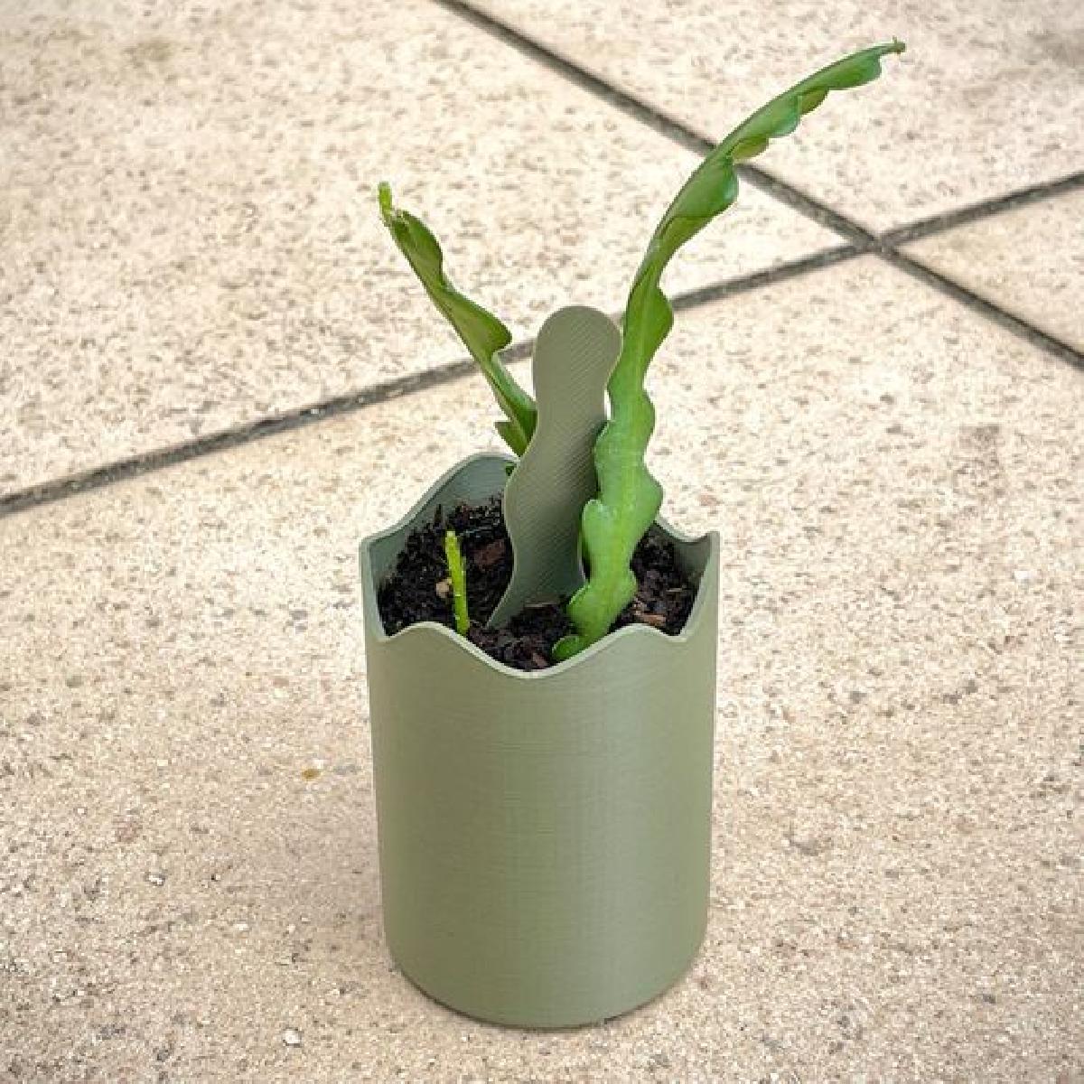 plantador de cacto zigzag