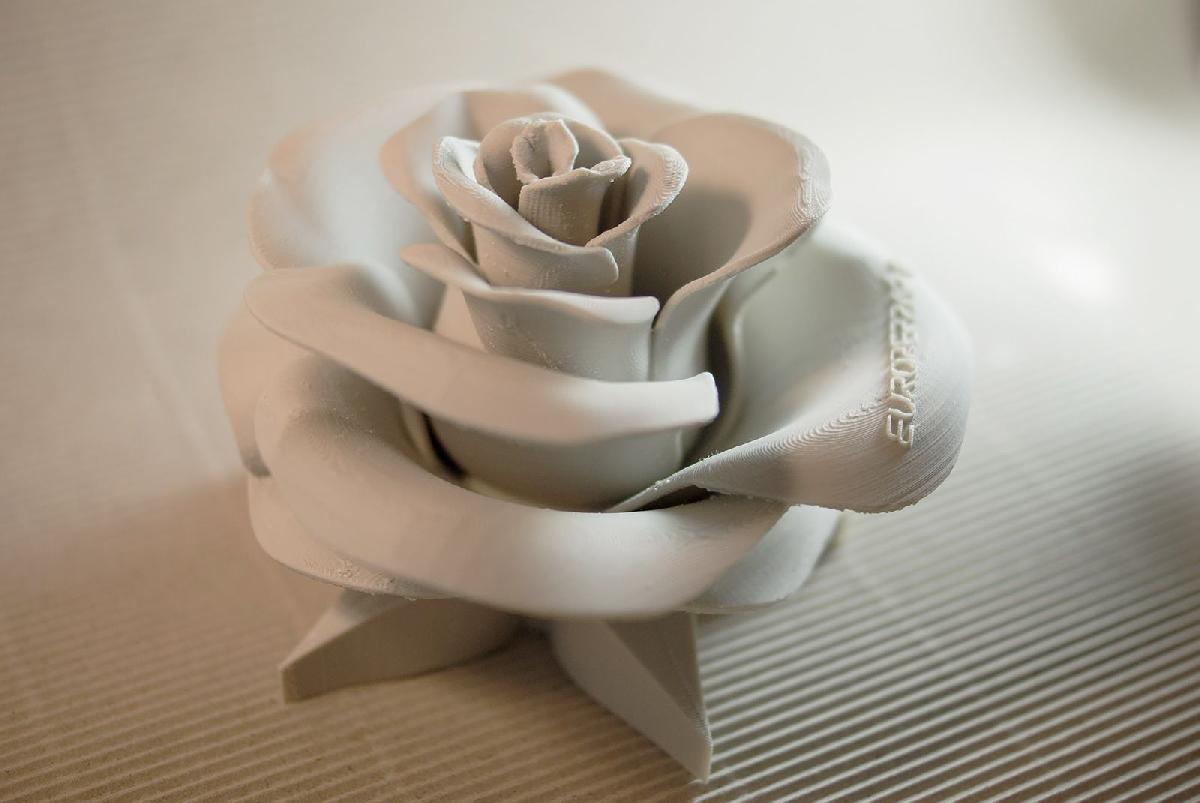 Rosa   flor real