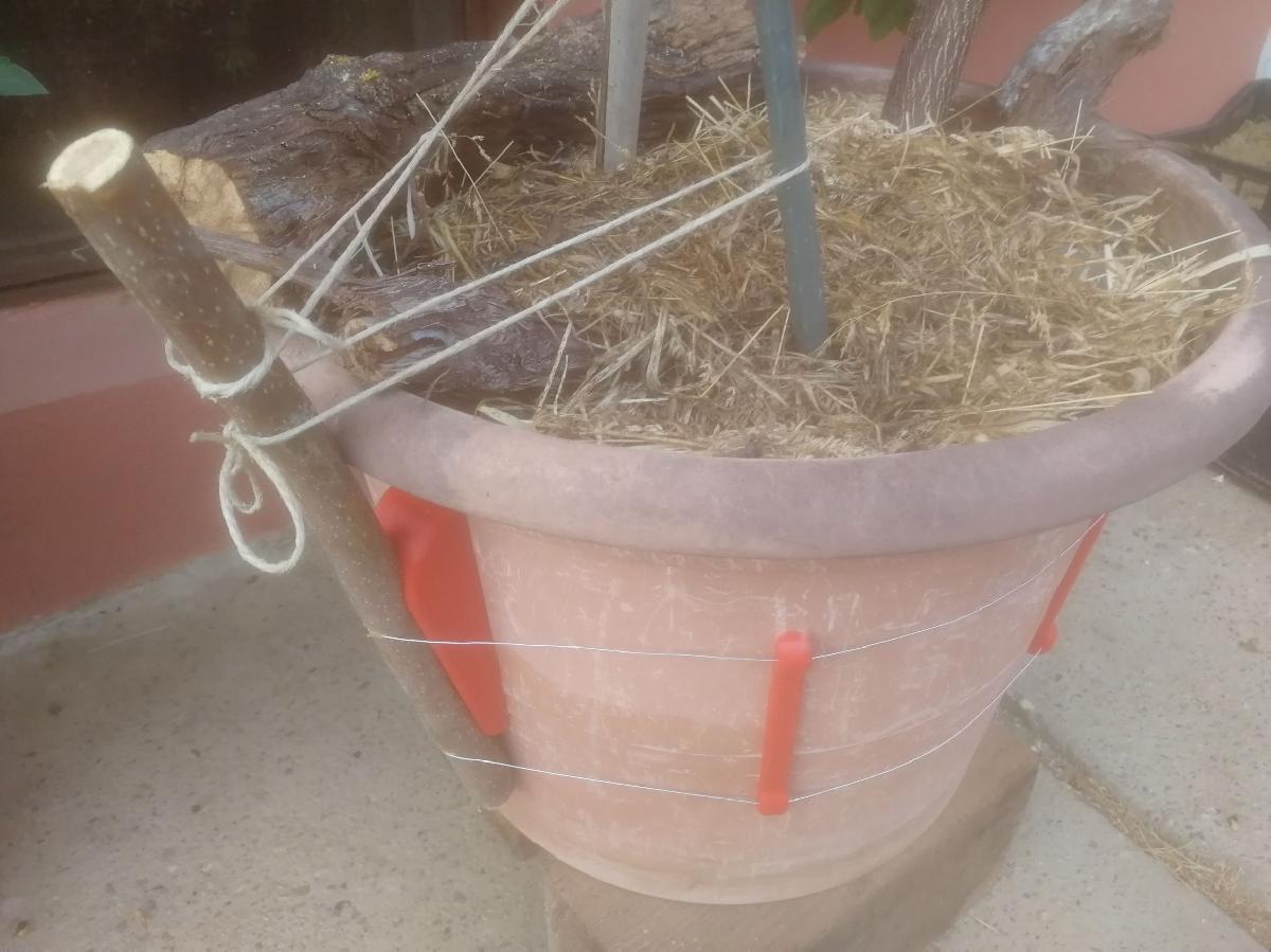 Sidra de maca