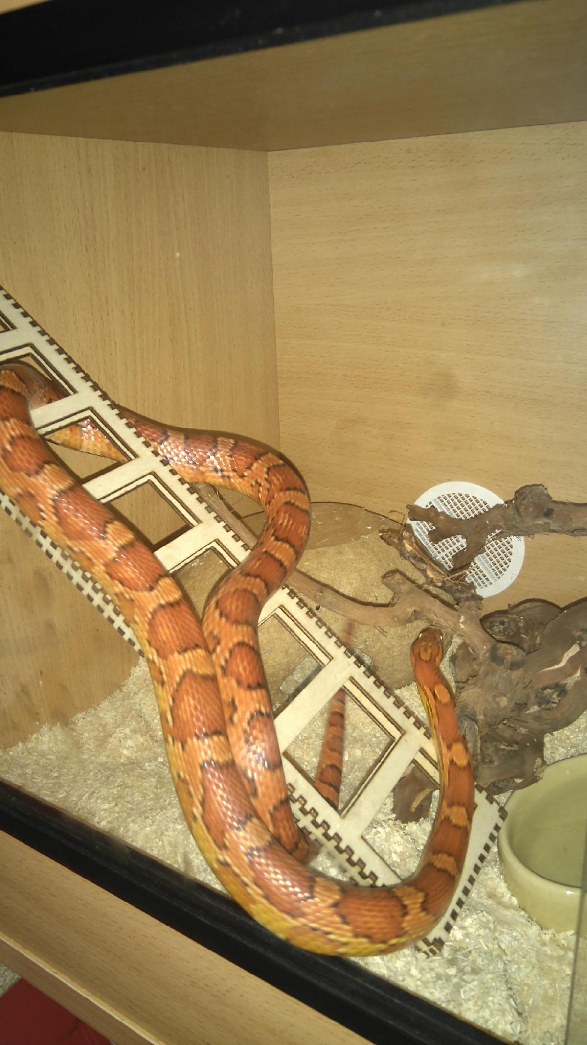 Cobra e Escada