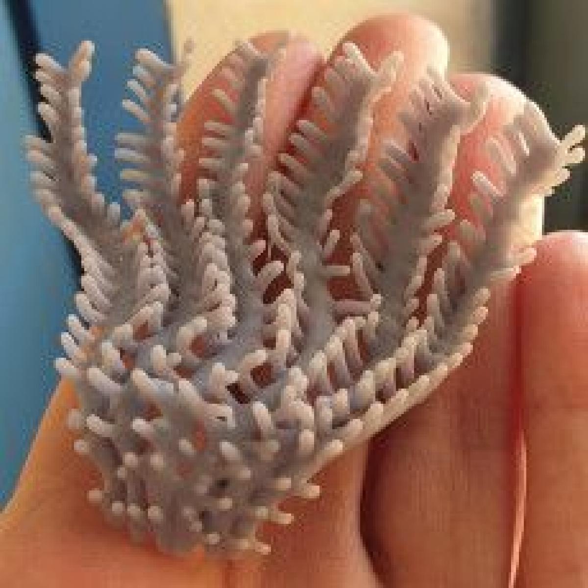 dragao da floresta de Boyd em um galho