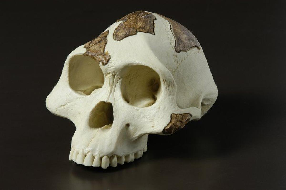 Cranio de Australopithecus