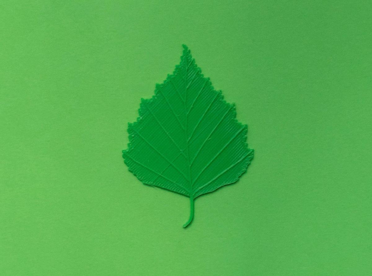 folha de betula