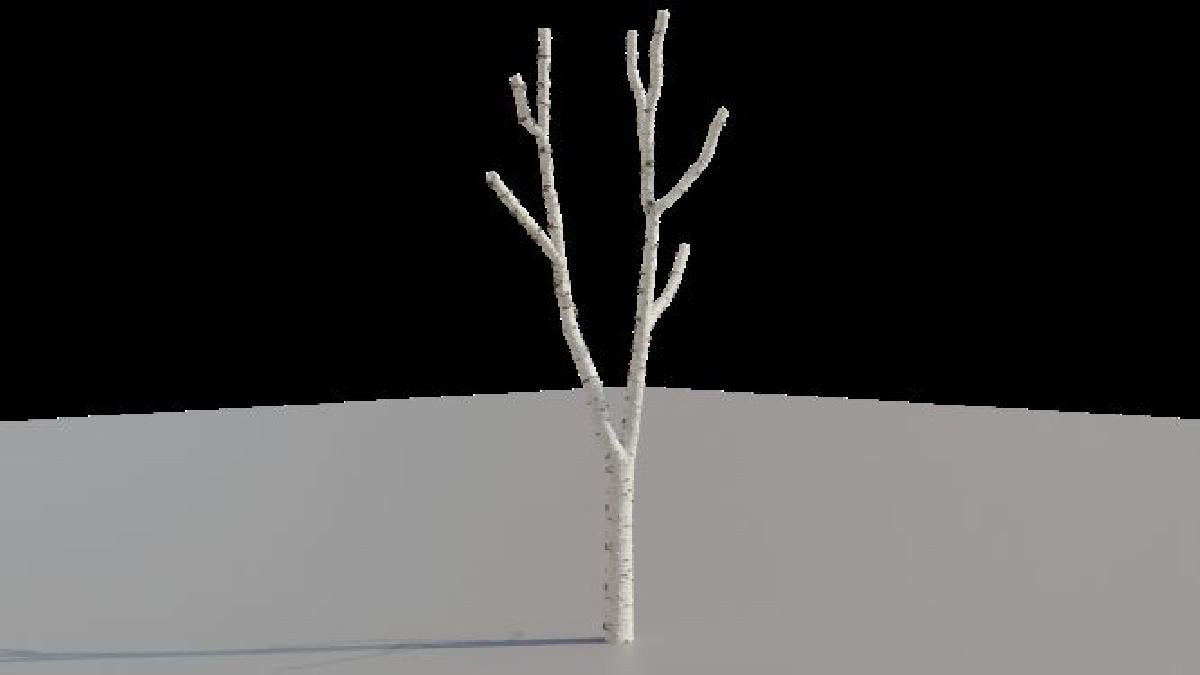 Estruturas de Betula   Terreno de Dispersao D&D