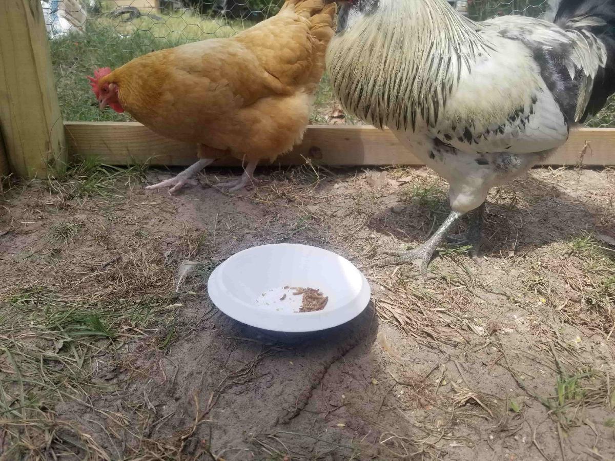 Tigela a prova de formigas