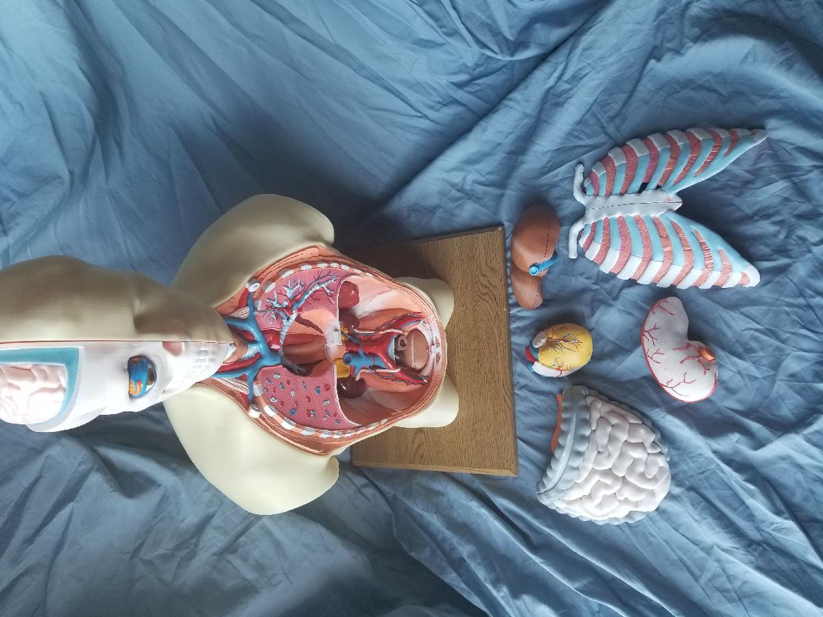 Modelo de torso de anatomia humana