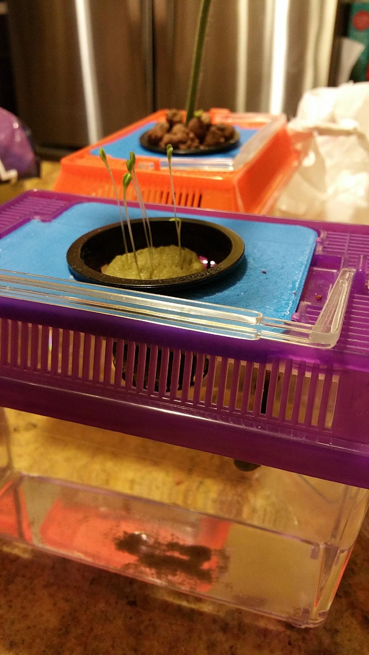 Tampa de Aquario para Peixe Beta   Transforme seu Aquario sem graca em um Cultivador Hidroponico