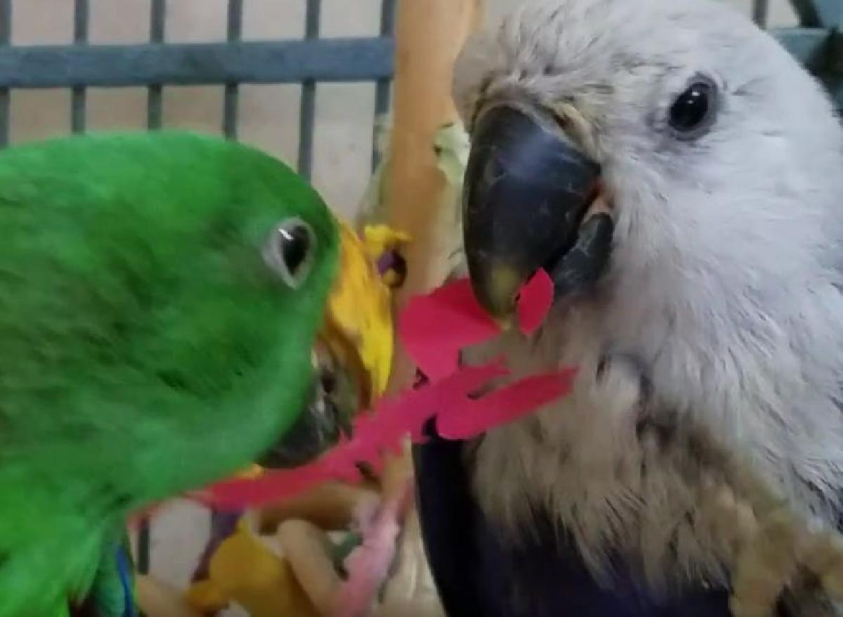 19 Brinquedos de papel para passaros   trituradores, caixas de forrageamento, formas de quebra cabeca