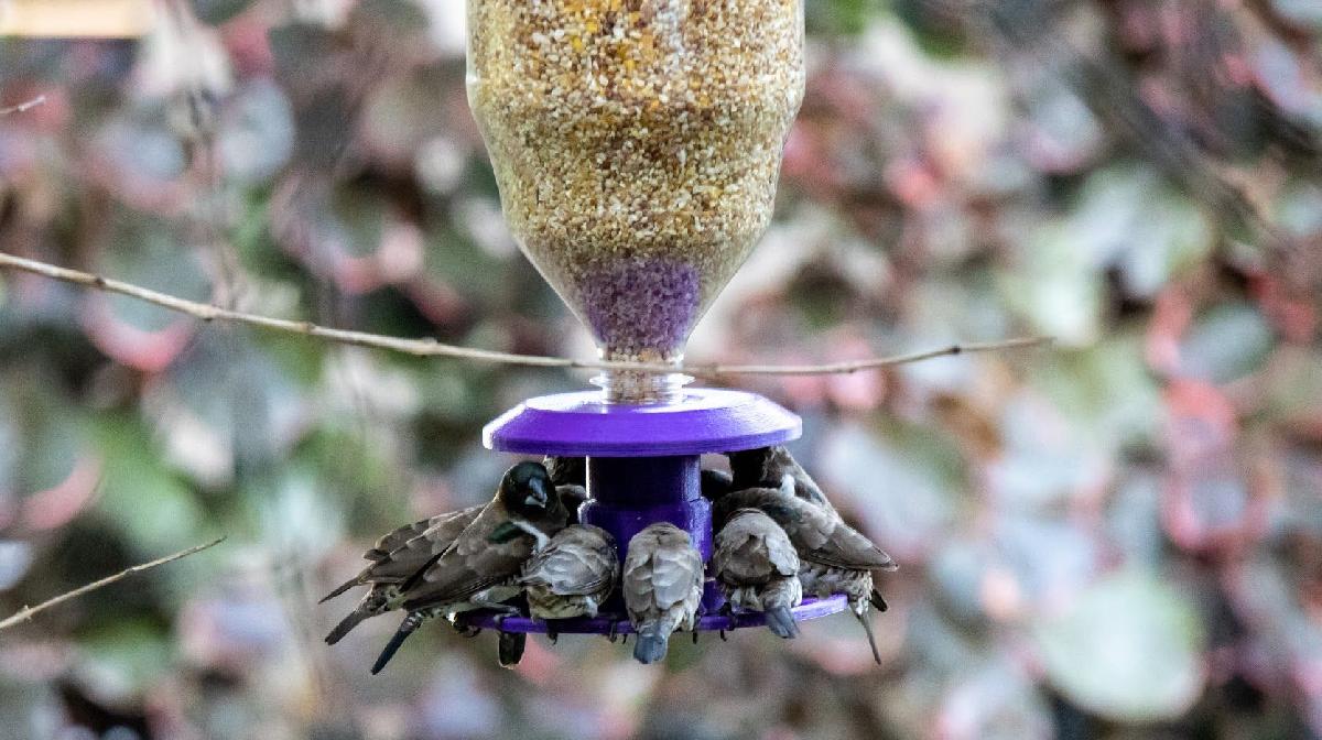Comedouro para passaros de garrafa PET